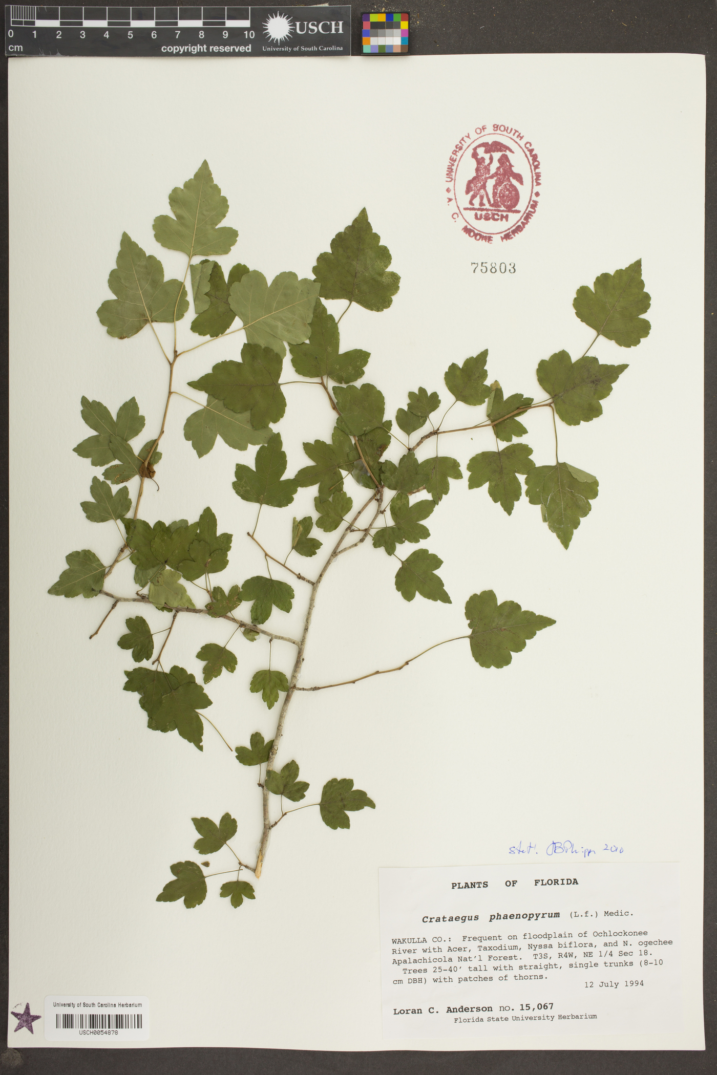 Crataegus phaenopyrum image