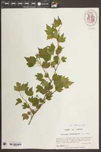 Crataegus phaenopyrum image