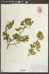 Crataegus uniflora image