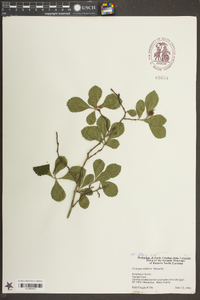 Crataegus uniflora image