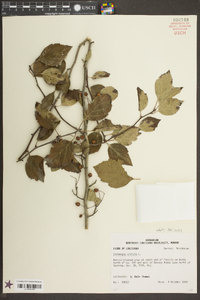 Crataegus viridis image