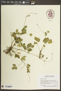 Potentilla indica image