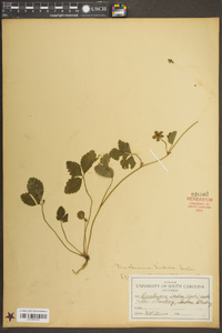 Potentilla indica image