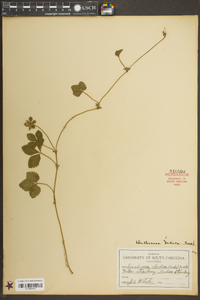 Potentilla indica image