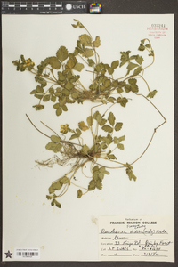 Potentilla indica image