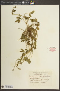 Potentilla indica image