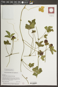 Potentilla indica image