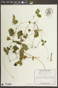 Potentilla indica image