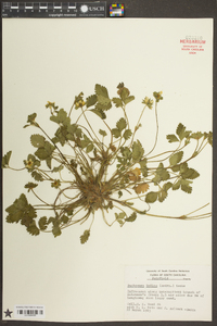 Potentilla indica image