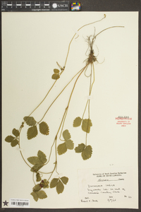 Potentilla indica image