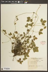 Potentilla indica image