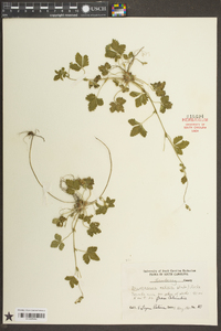 Potentilla indica image