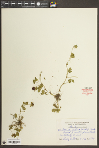 Potentilla indica image