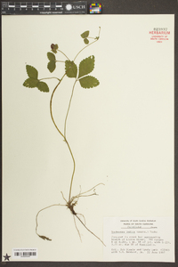 Potentilla indica image