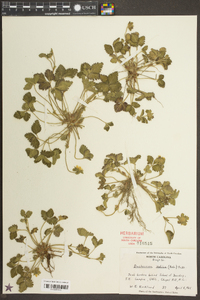 Potentilla indica image