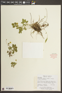 Potentilla indica image