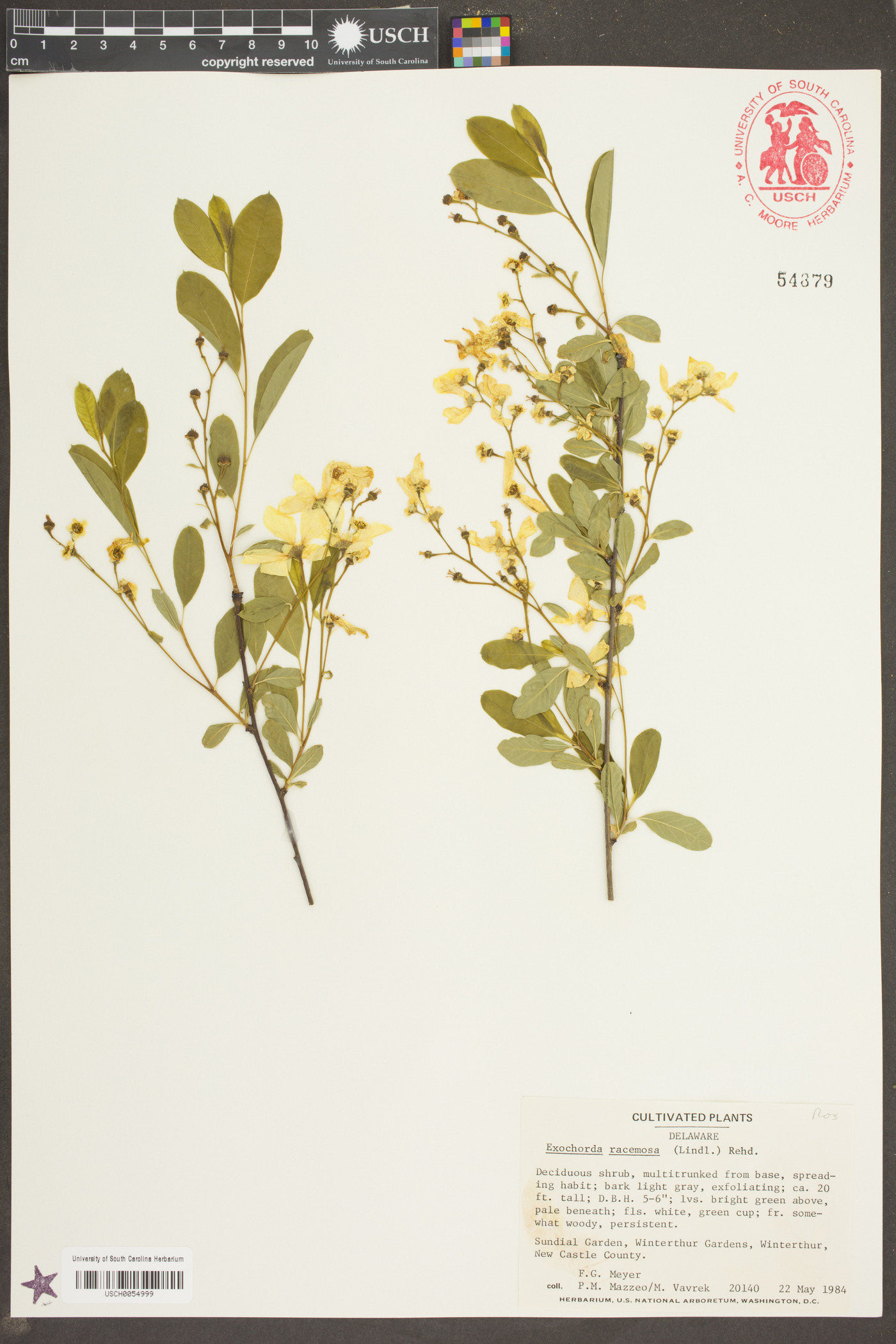 Exochorda racemosa image