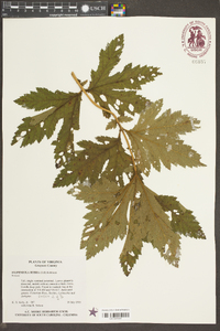 Filipendula rubra image