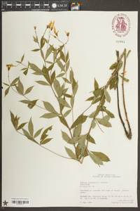 Gillenia trifoliata image