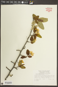 Malus angustifolia image