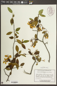 Malus angustifolia image