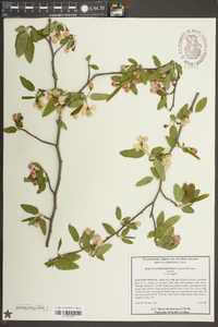 Malus angustifolia image