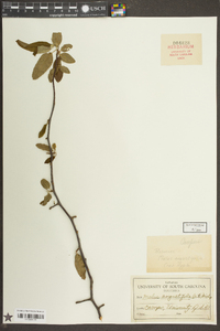 Malus angustifolia image