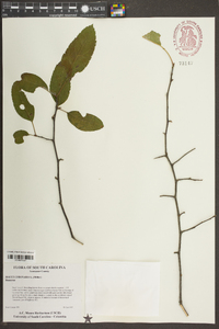 Malus angustifolia image