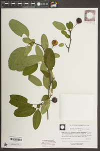 Malus angustifolia image