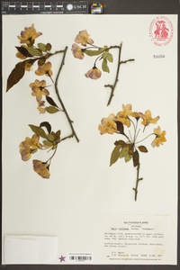 Malus halliana image