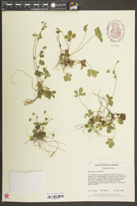 Potentilla canadensis image