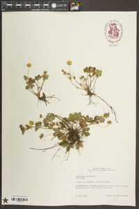 Potentilla canadensis image