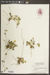 Potentilla canadensis image