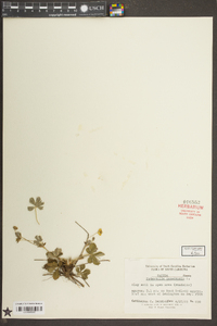 Potentilla canadensis image