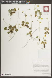 Potentilla canadensis image