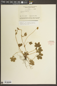 Potentilla canadensis image