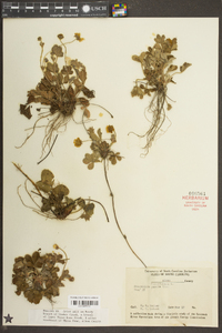 Potentilla canadensis image