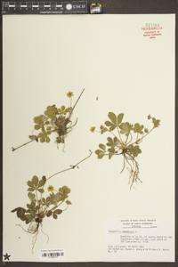 Potentilla canadensis image