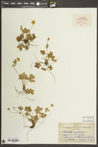 Potentilla canadensis image