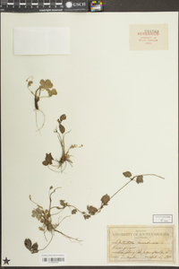 Potentilla canadensis image