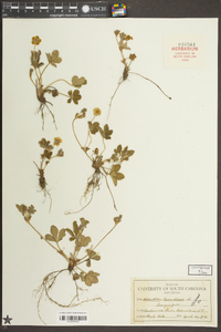 Potentilla canadensis image