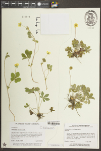 Potentilla canadensis image