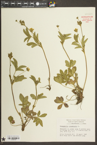 Potentilla canadensis image