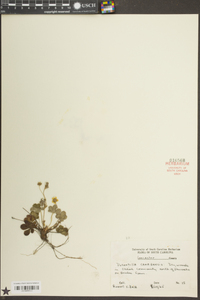 Potentilla canadensis image