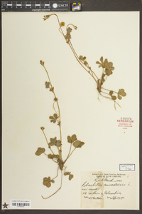 Potentilla canadensis image