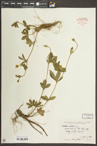 Potentilla canadensis image