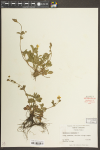 Potentilla canadensis image