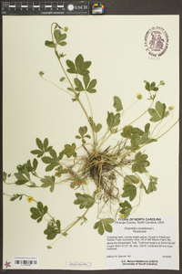 Potentilla canadensis image