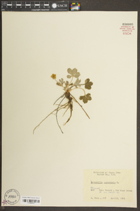 Potentilla canadensis image