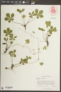 Potentilla canadensis image